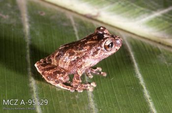 Media type: image;   Herpetology A-95529 Description: Photo of animal in life, taken in the field by Dr. Kenneth Ichiro Miyata. A slide of the photo was scanned in 2012 by Melissa Wooley.;  Aspect: lateral